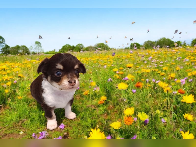 Süsser Cooper Traum Chihuahua Prinz in Schoko Husky