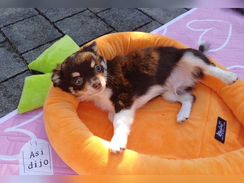 Süsser Cooper Traum Chihuahua Prinz in Schoko Husky