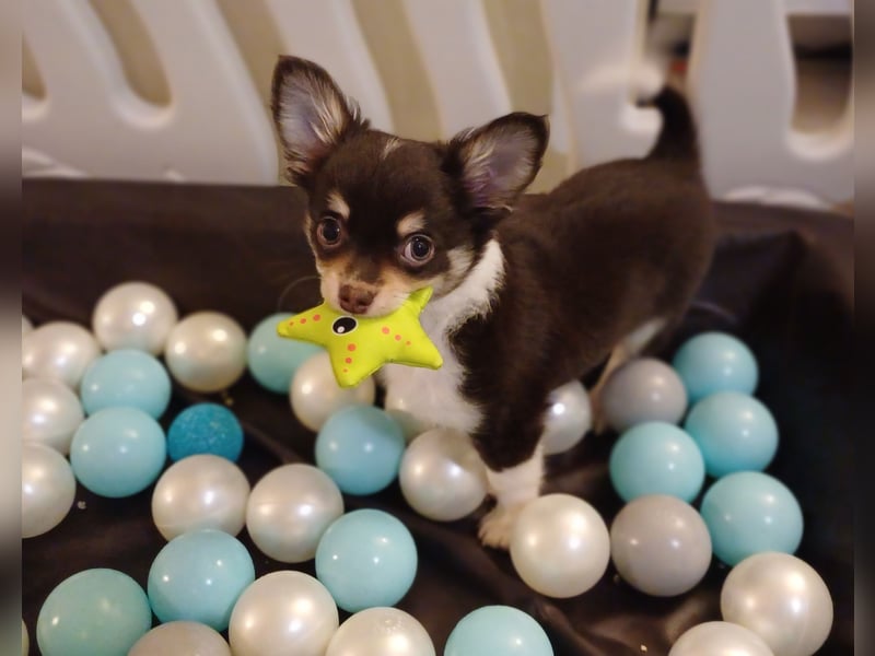 Süsser Cooper Traum Chihuahua Prinz in Schoko Husky