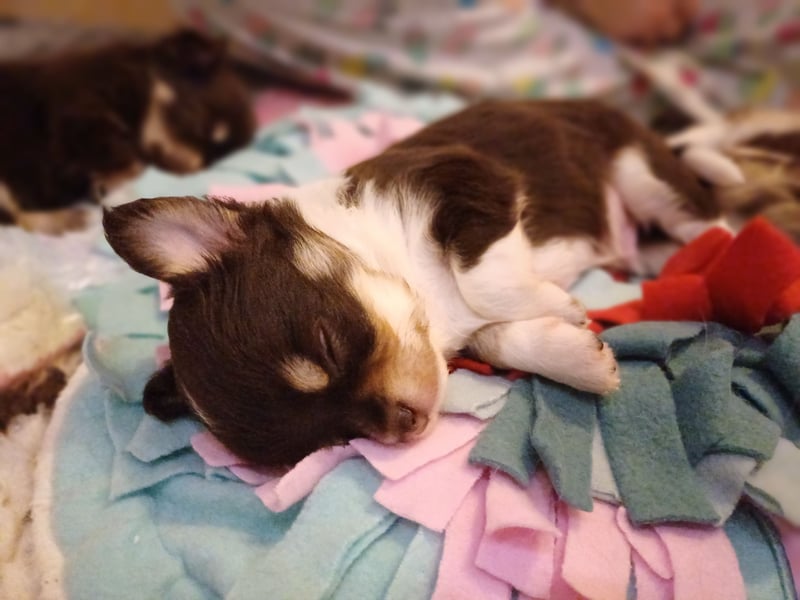 Süsser Cooper Traum Chihuahua Prinz in Schoko Husky