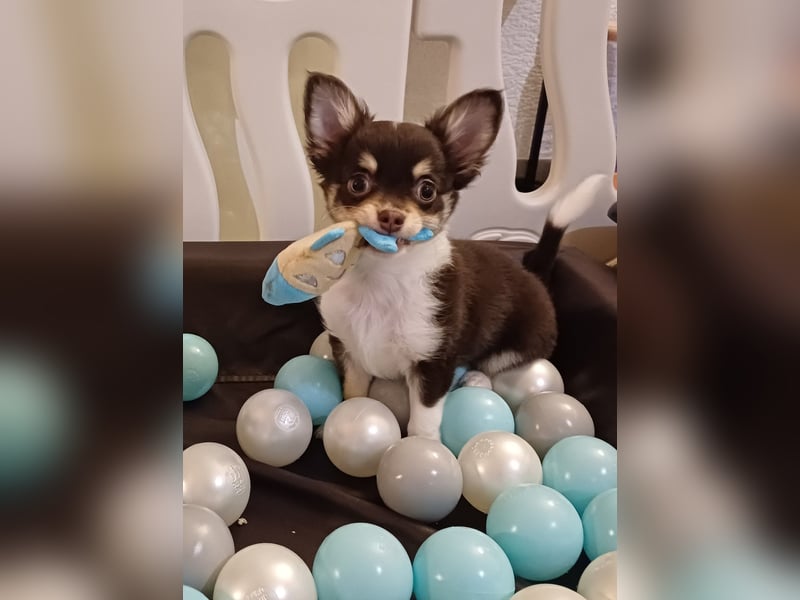Süsser Cooper Traum Chihuahua Prinz in Schoko Husky
