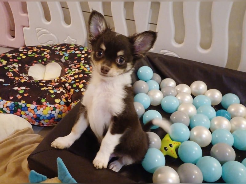 Süsser Cooper Traum Chihuahua Prinz in Schoko Husky