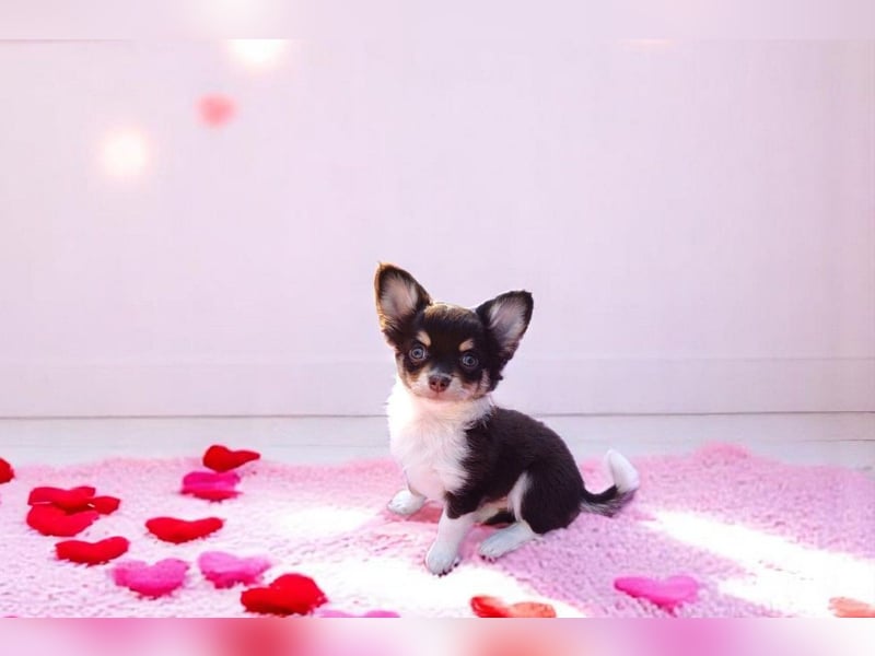 Süsser Cooper Traum Chihuahua Prinz in Schoko Husky