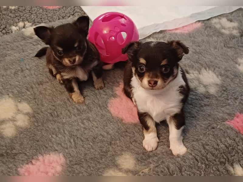 Süsser Cooper Traum Chihuahua Prinz in Schoko Husky