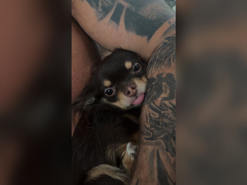 Chihuahua Deckrüde