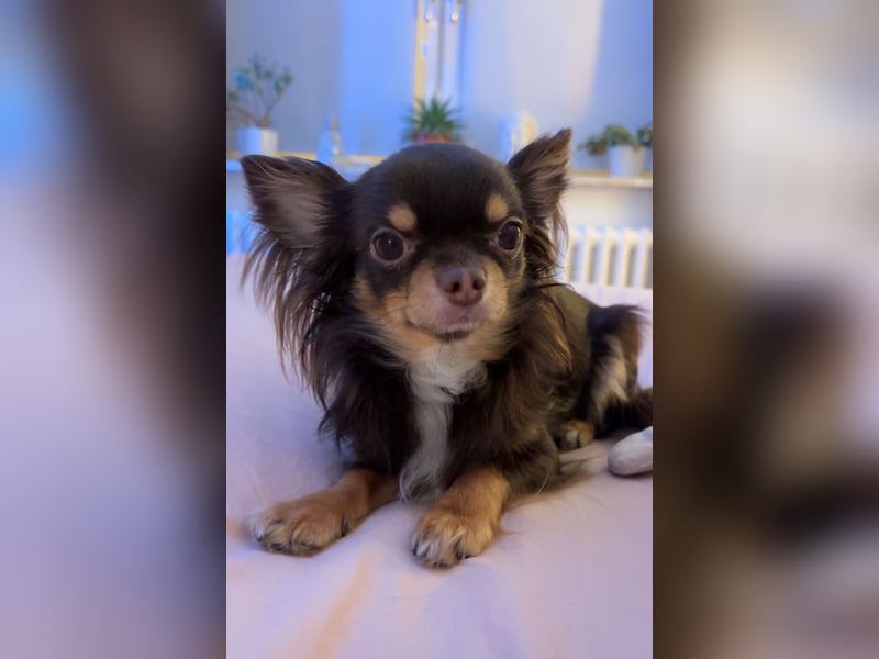 Chihuahua Deckrüde
