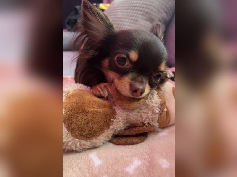Chihuahua Deckrüde