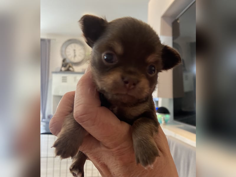 Süße Chihuahua Rüden langhaar