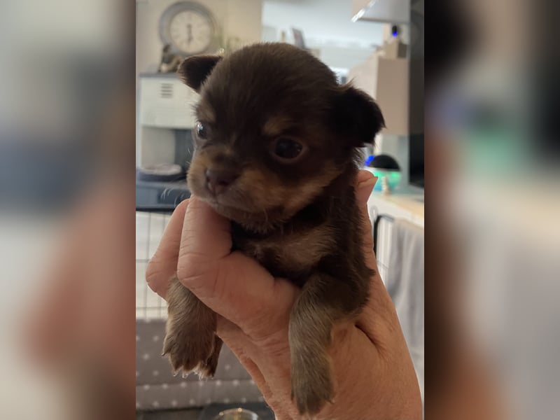 Süße Chihuahua Rüden langhaar