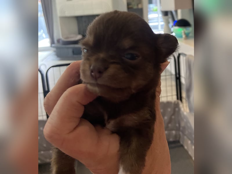 Süße Chihuahua Rüden langhaar