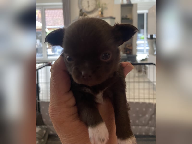 Süße Chihuahua Rüden langhaar
