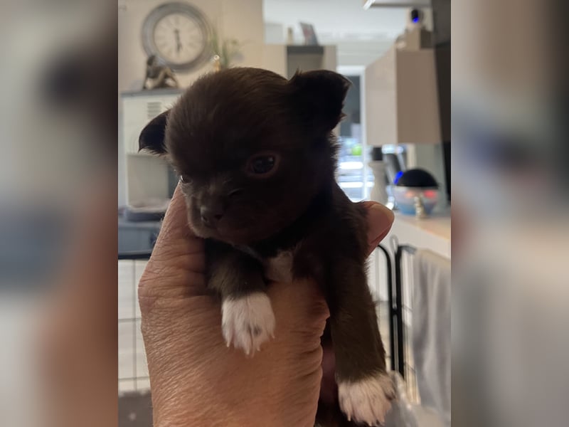 Süße Chihuahua Rüden langhaar