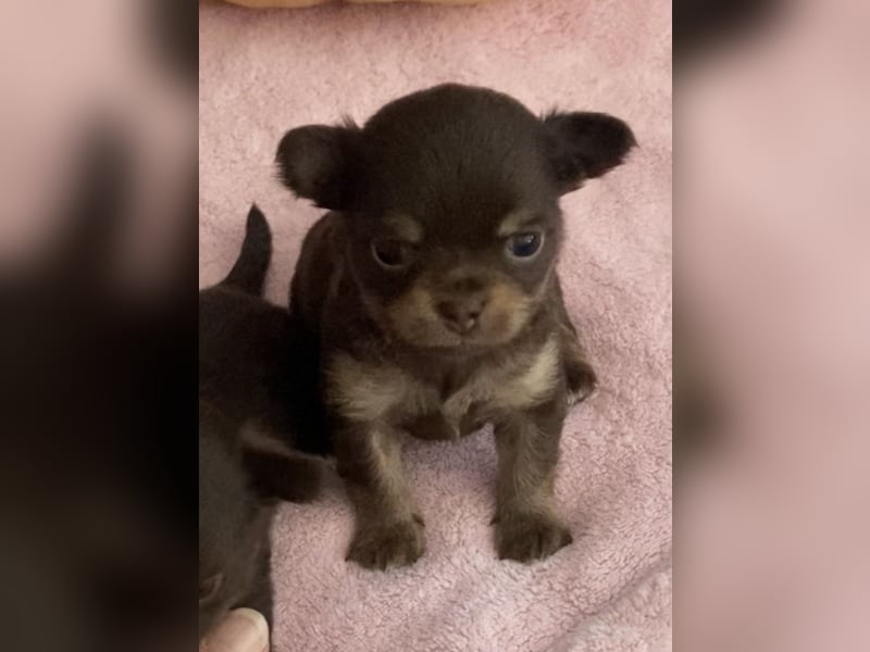 Süße Chihuahua Rüden langhaar