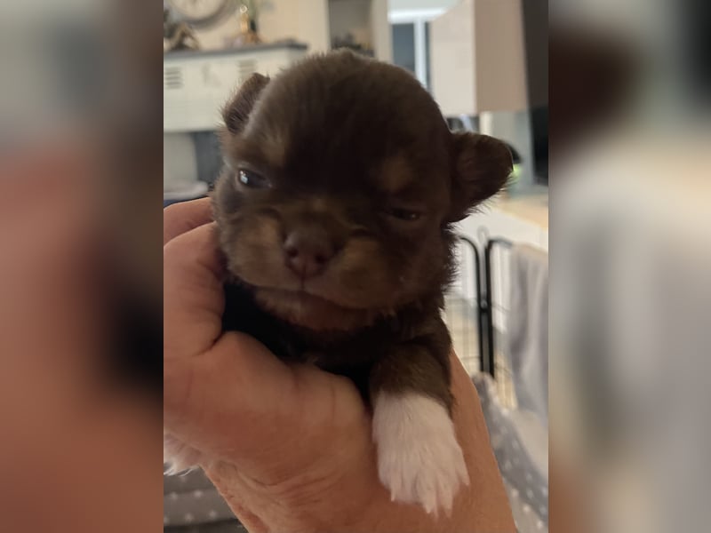 Süße Chihuahua Rüden langhaar