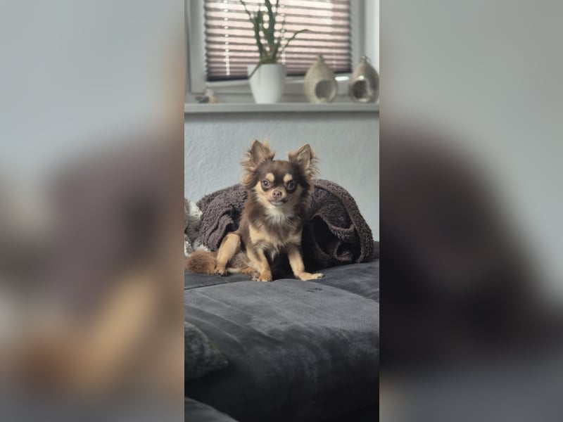 Chihuahua Rüde