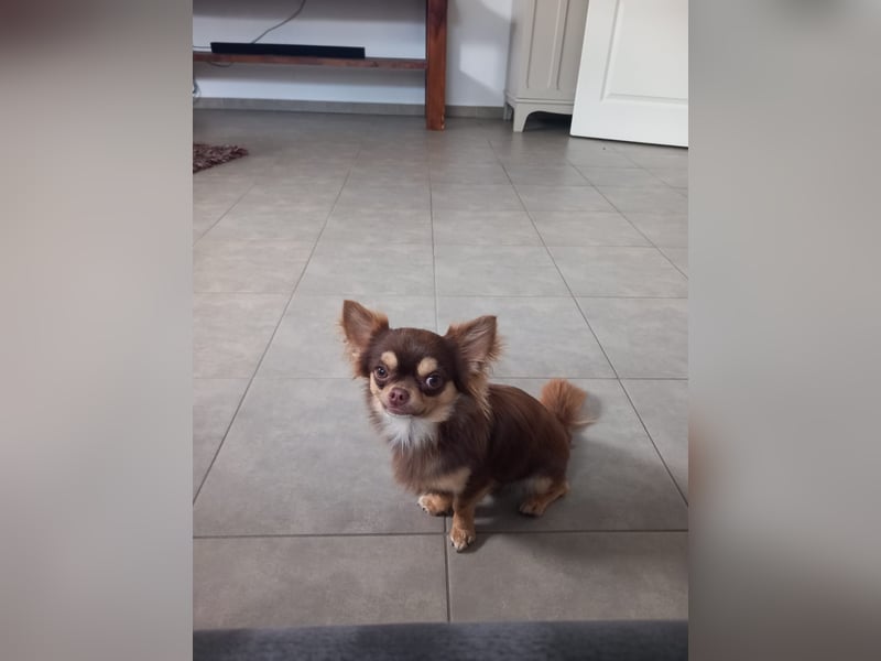 Chihuahua Rüde