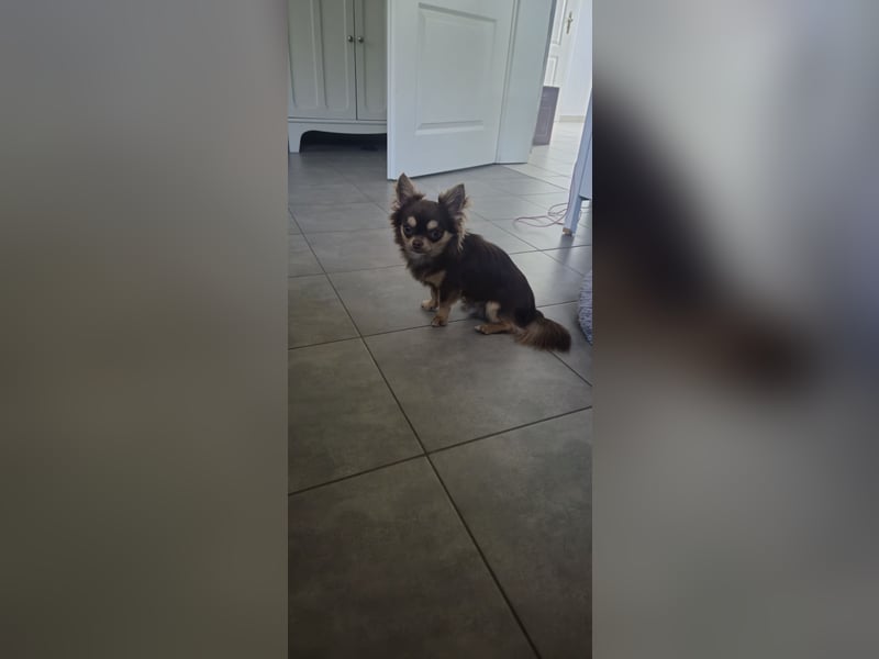 Chihuahua Rüde