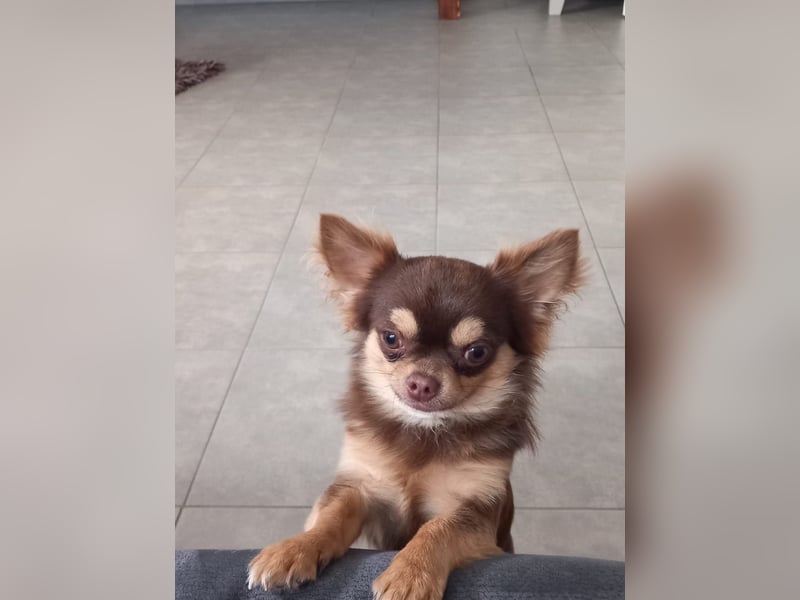 Chihuahua Rüde