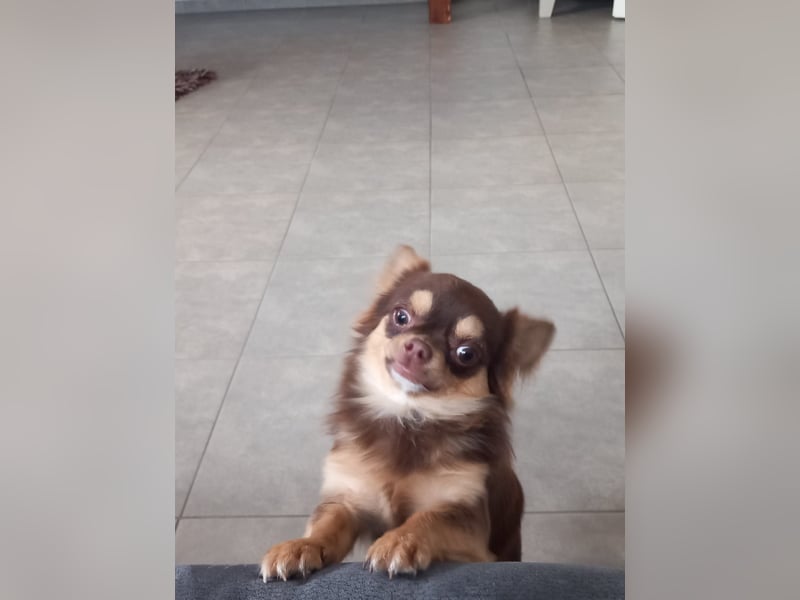 Chihuahua Rüde