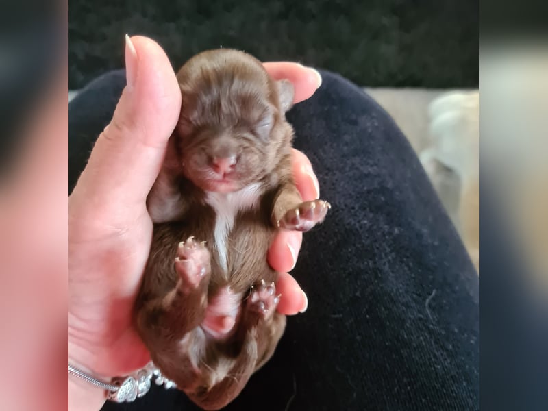 Chihuahua Rüde LH Chocolate tan