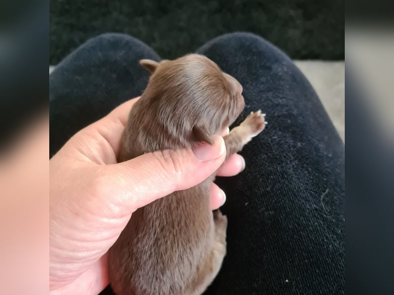 Chihuahua Rüde LH Chocolate tan