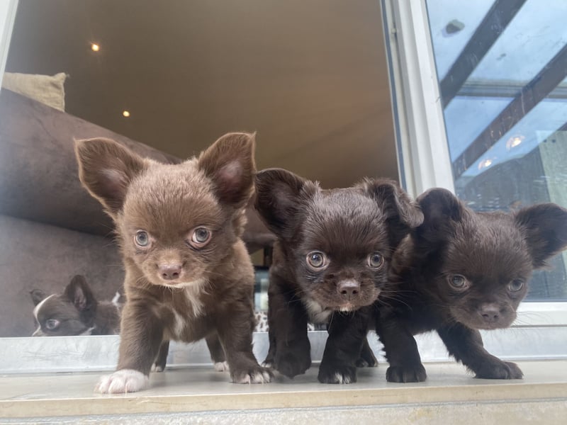 Langhaar-Chihuahuas mit Ahnentafel in schoko (weiß)