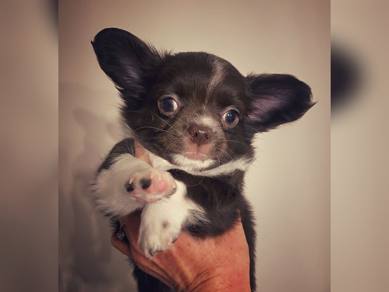 Langhaar-Chihuahuas mit Ahnentafel in schoko (weiß)