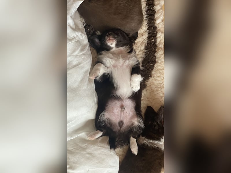 Langhaar-Chihuahuas mit Ahnentafel in schoko (weiß)