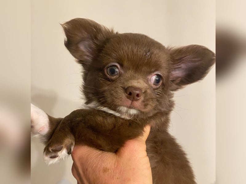 Langhaar-Chihuahuas mit Ahnentafel in schoko (weiß)