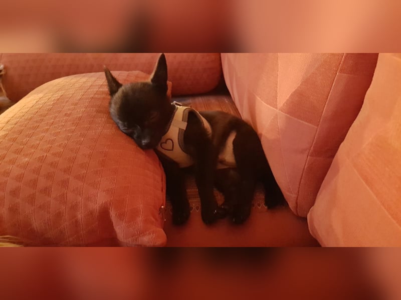 Wunderschöner liebenswerter chihuahua Rüde
