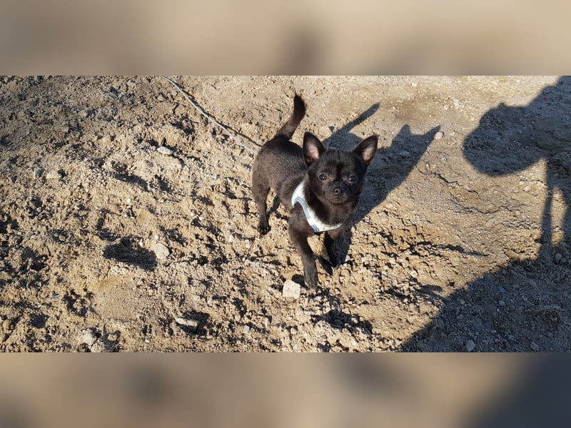 Wunderschöner liebenswerter chihuahua Rüde