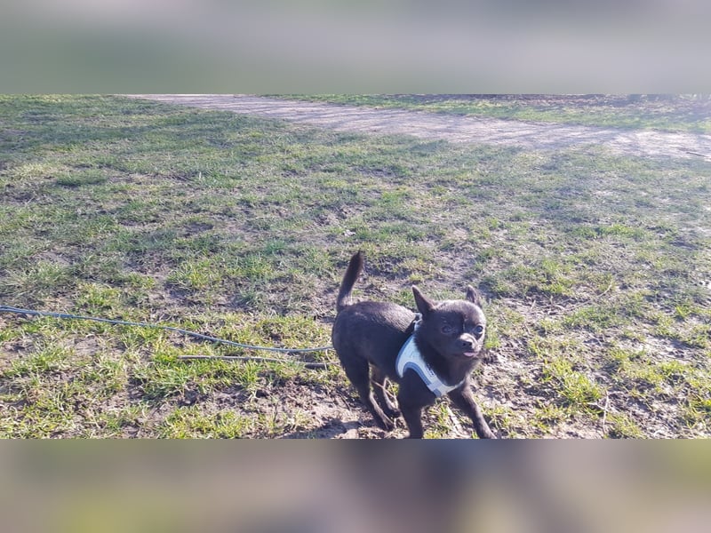 Wunderschöner liebenswerter chihuahua Rüde