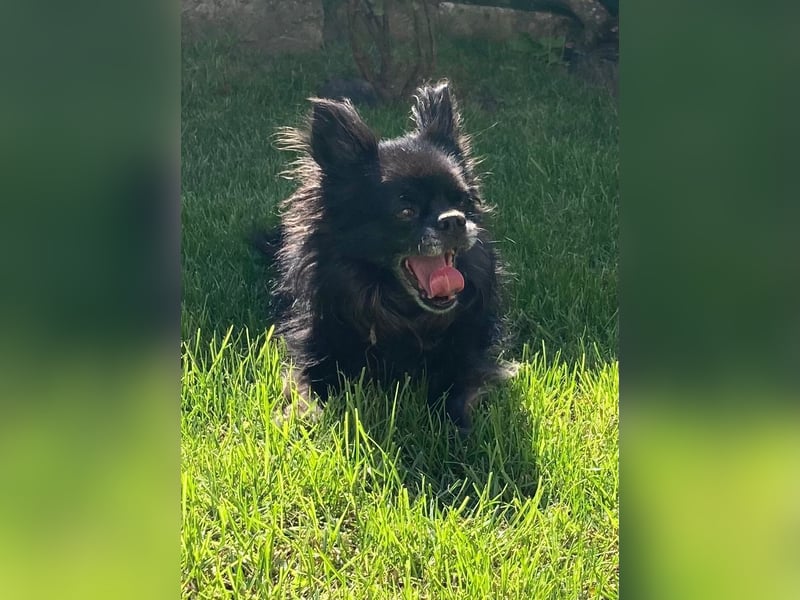 Tylor, menschenbezogen und katzenfreundlich