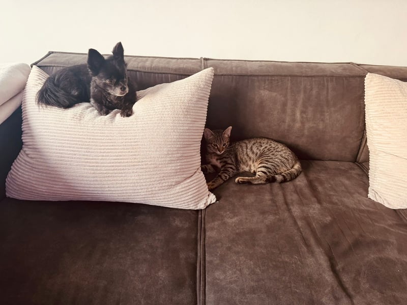 Tylor, menschenbezogen und katzenfreundlich