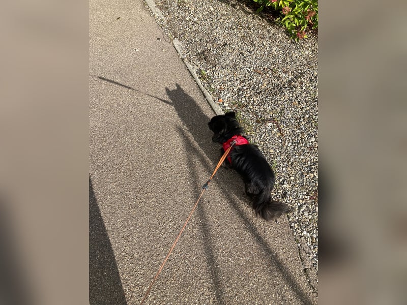 Tylor, menschenbezogen und katzenfreundlich