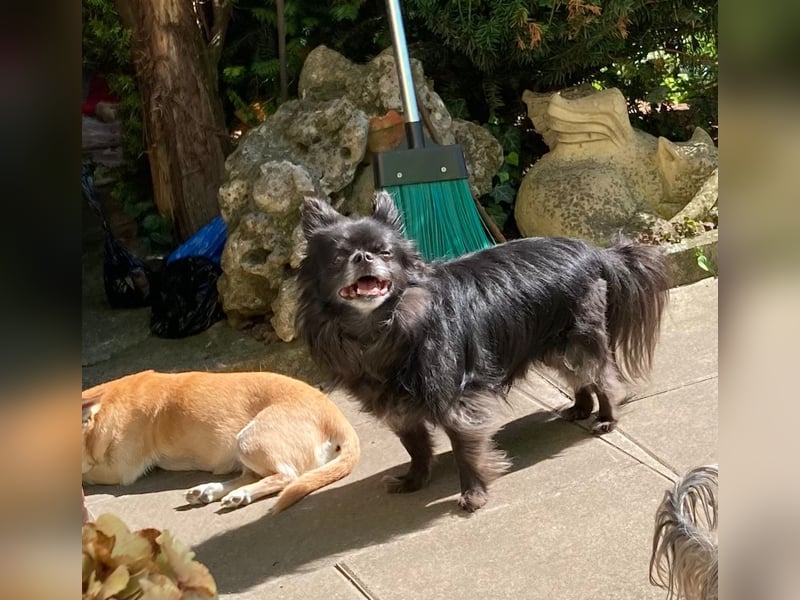 Tylor, menschenbezogen und katzenfreundlich