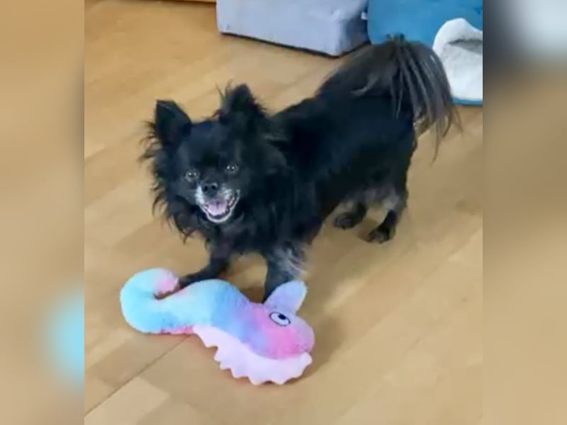 Tylor, menschenbezogen und katzenfreundlich