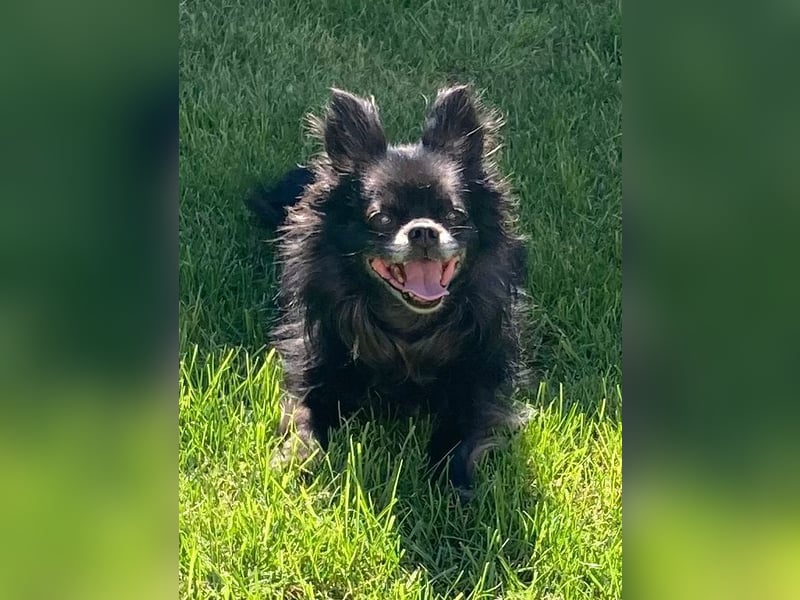 Tylor, menschenbezogen und katzenfreundlich