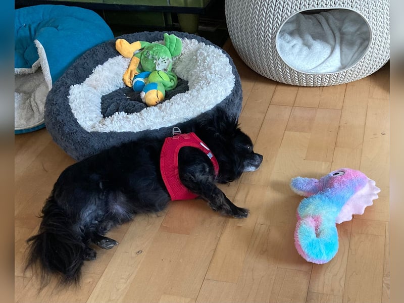 Tylor, menschenbezogen und katzenfreundlich