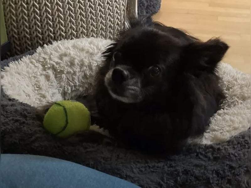 Tylor, menschenbezogen und katzenfreundlich
