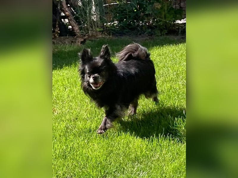 Tylor, menschenbezogen und katzenfreundlich
