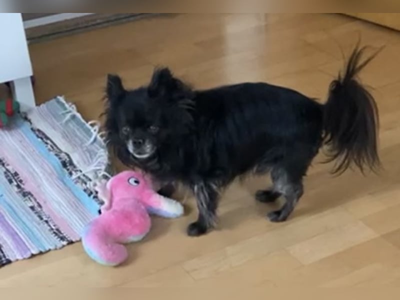 Tylor, menschenbezogen und katzenfreundlich