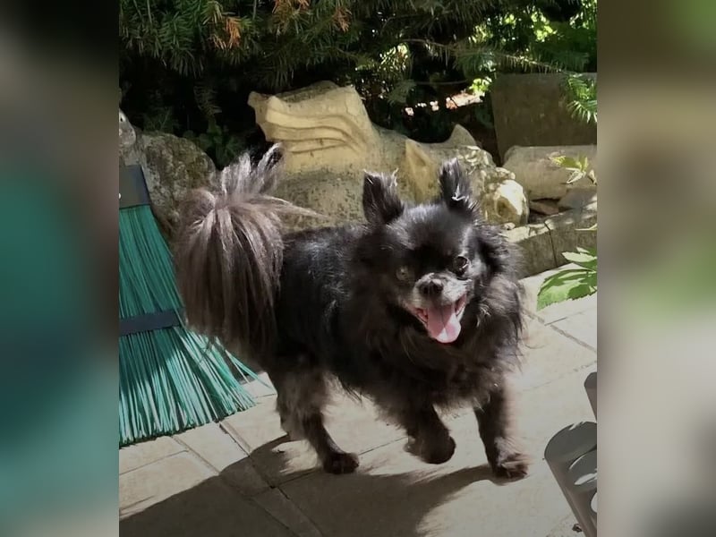 Tylor, menschenbezogen und katzenfreundlich