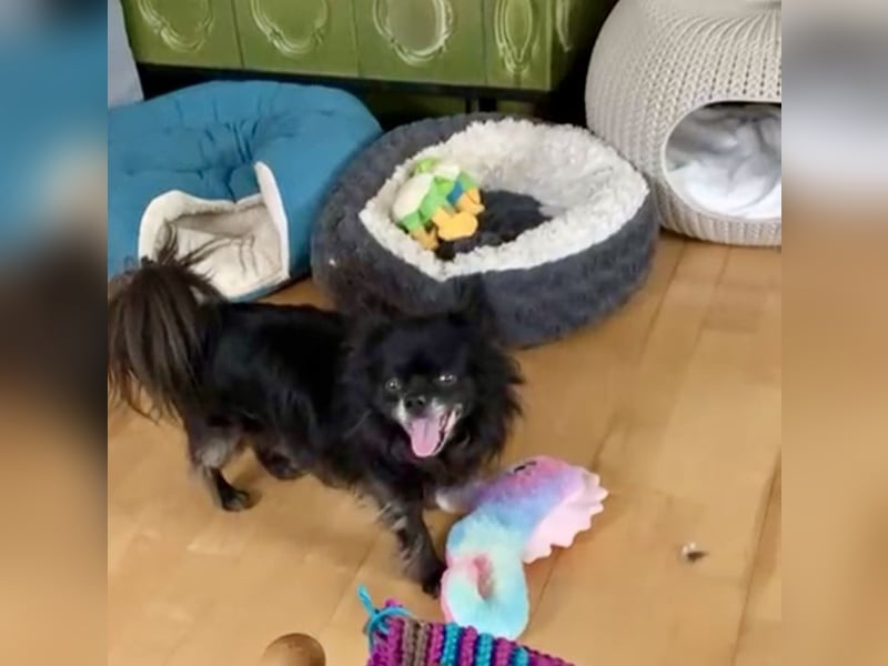 Tylor, menschenbezogen und katzenfreundlich