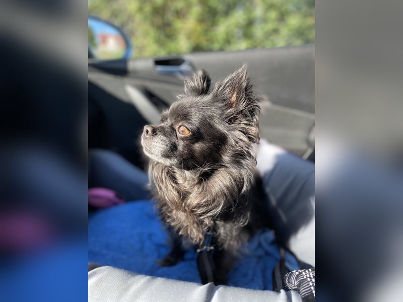 Tylor, menschenbezogen und katzenfreundlich