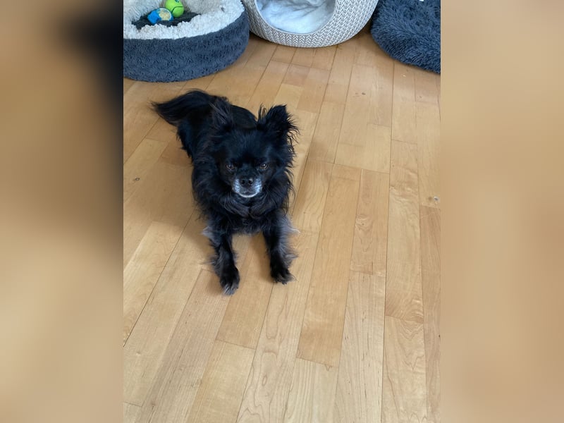 Tylor, menschenbezogen und katzenfreundlich