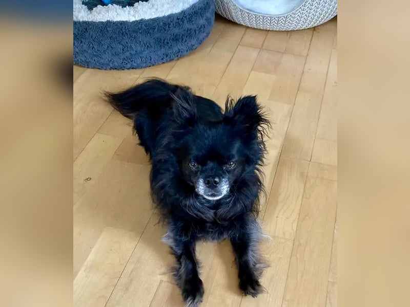 Tylor, menschenbezogen und katzenfreundlich
