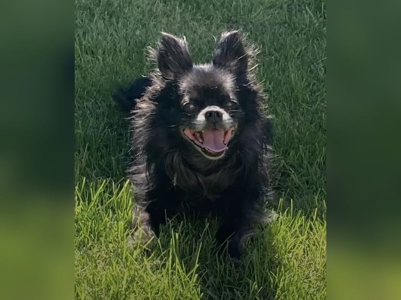 Tylor, menschenbezogen und katzenfreundlich