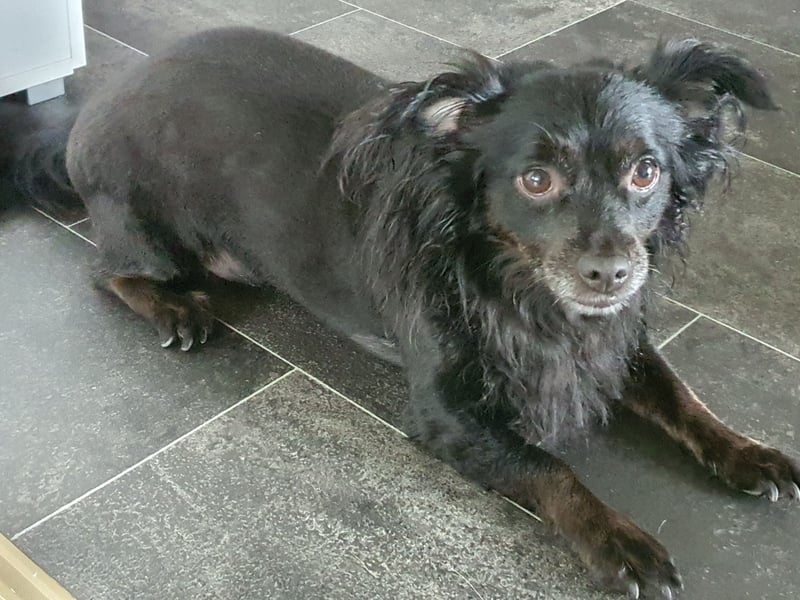 Chihuahua mix