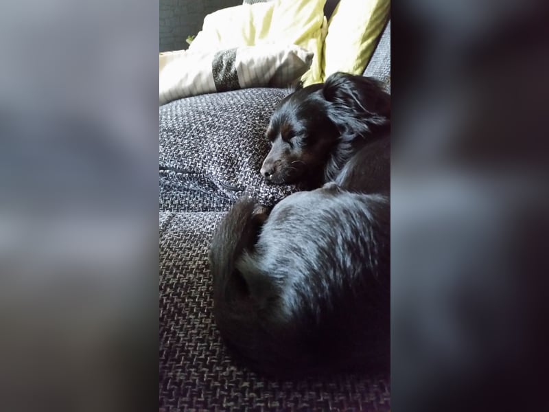 Chihuahua mix
